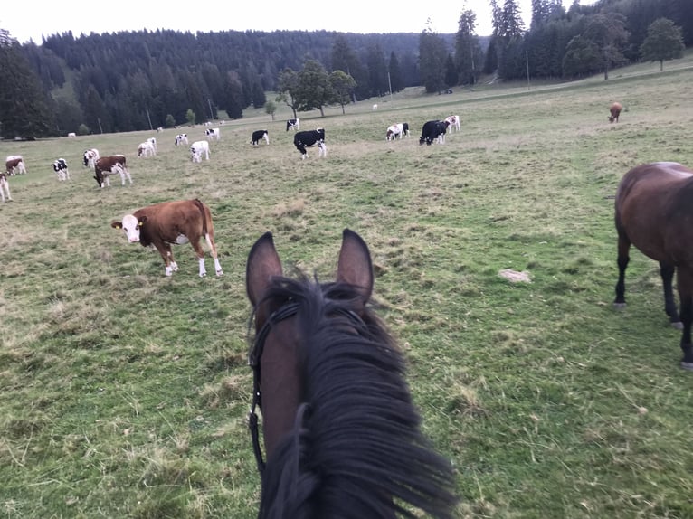 Swiss Warmblood Mare 13 years 17 hh Brown in Büren an der Aaare