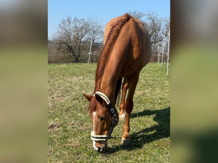 Swiss Warmblood Mare 13 years 17 hh Chestnut-Red in Fehraltorf