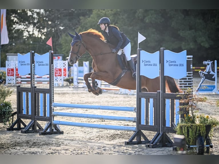 Swiss Warmblood Mare 13 years 17 hh Chestnut-Red in Fehraltorf