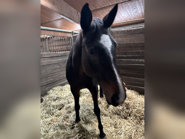 Swiss Warmblood Mare 14 years 16 hh Brown in Rosenheim