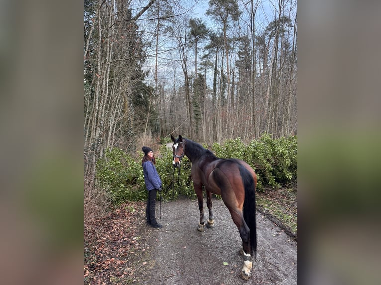 Swiss Warmblood Mare 14 years 17,2 hh Brown in Sulgen