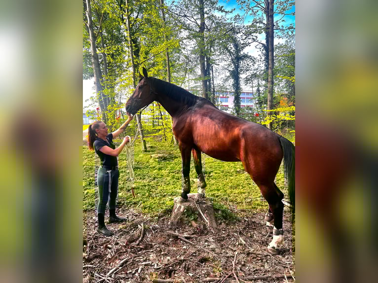 Swiss Warmblood Mare 14 years 17,2 hh Brown in Sulgen