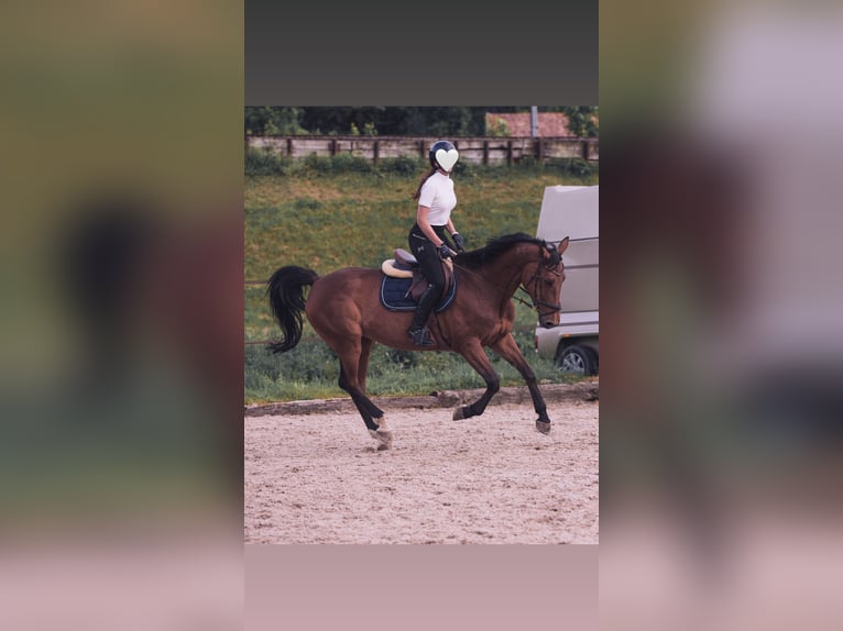 Swiss Warmblood Mare 15 years 16 hh Brown in Wallisellen