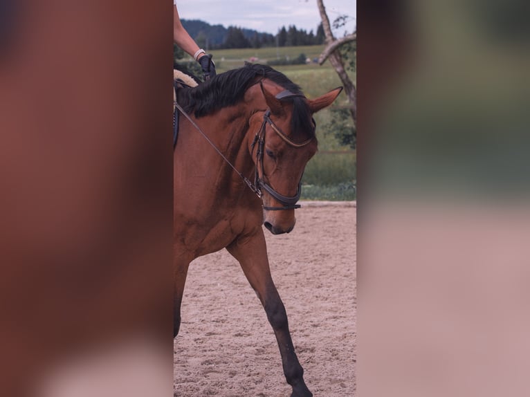 Swiss Warmblood Mare 15 years 16 hh Brown in Wallisellen