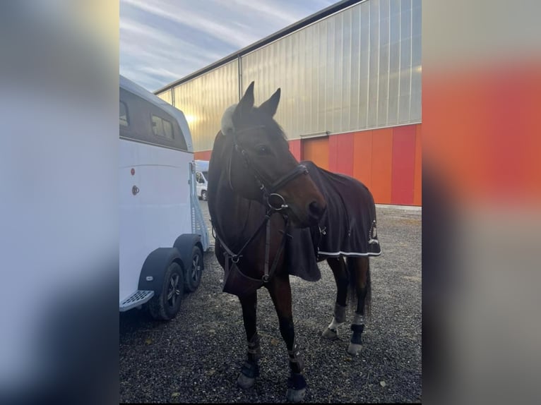 Swiss Warmblood Mare 15 years Brown in Schafisheim