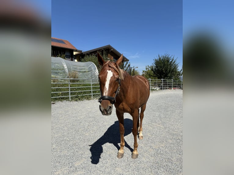Swiss Warmblood Mare 16 years 16 hh Chestnut-Red in Aargau