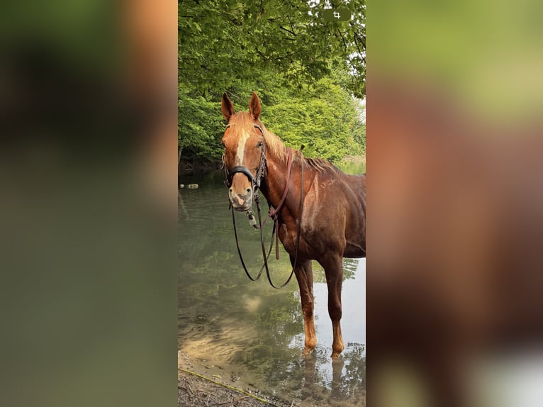 Swiss Warmblood Mare 16 years 16 hh Chestnut-Red in Aargau