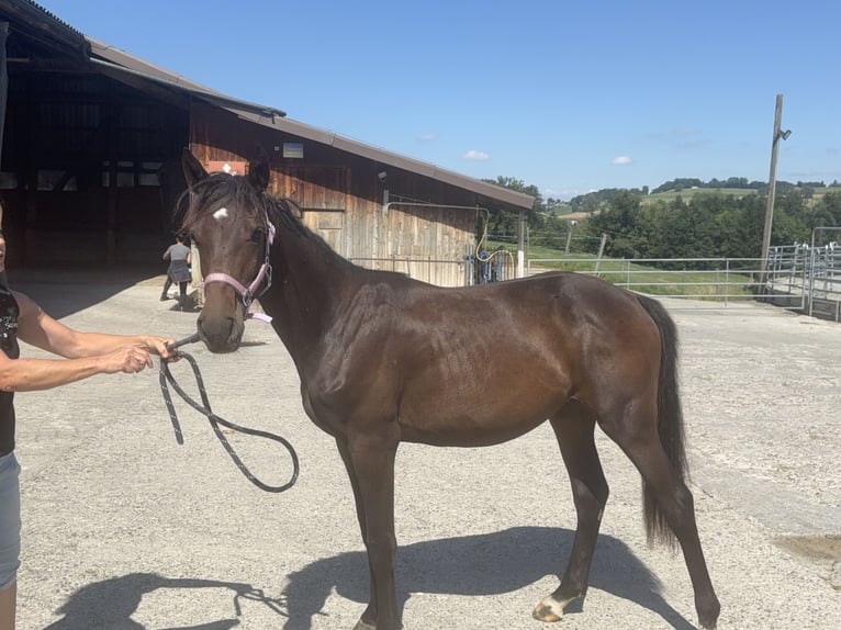 Swiss Warmblood Mare 1 year 16 hh Brown in St. Ursen
