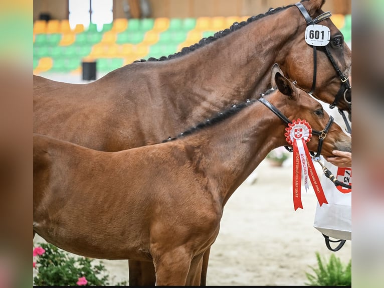 Swiss Warmblood Mare 1 year Brown in Corcelles BE