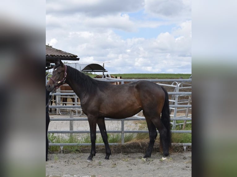Swiss Warmblood Mare 2 years 16 hh Bay-Dark in St. Ursen