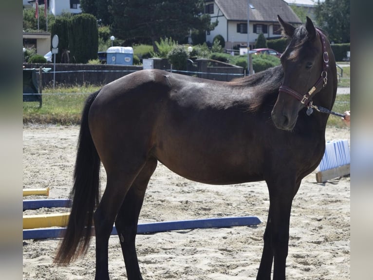Swiss Warmblood Mare 2 years 16 hh Bay-Dark in St. Ursen