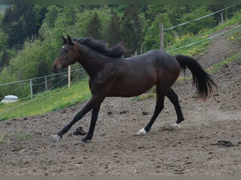 Swiss Warmblood Mare 2 years 16 hh Bay-Dark in St. Ursen