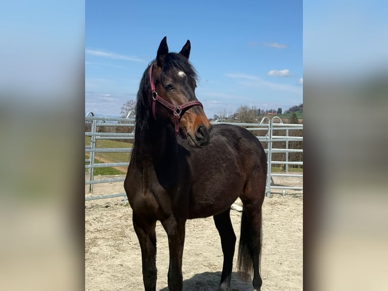 Swiss Warmblood Mare 2 years 16 hh Brown in St. Ursen