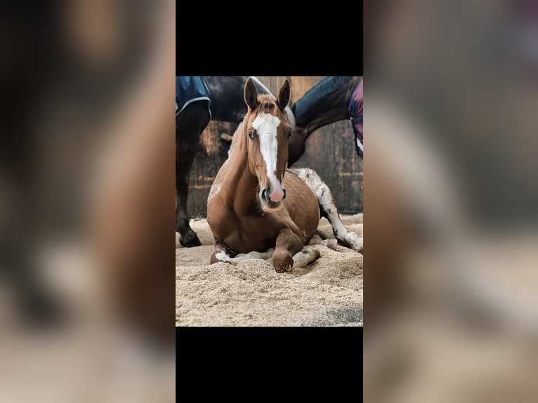 Swiss Warmblood Mare 2 years Chestnut-Red in Thun