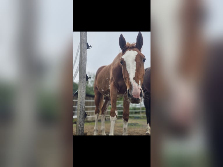 Swiss Warmblood Mare 2 years Chestnut-Red in Thun