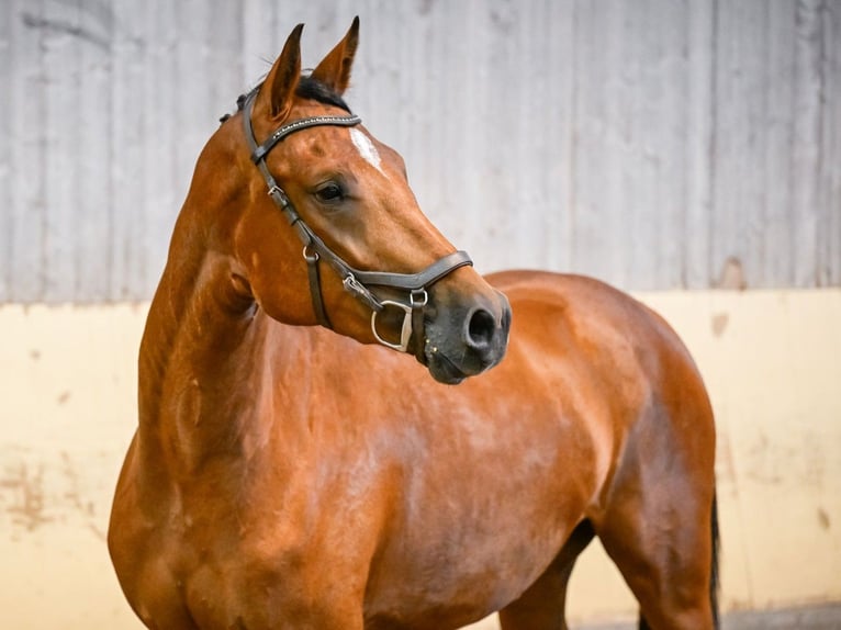 Swiss Warmblood Mare 3 years 15.2 hh Brown in Eschenz