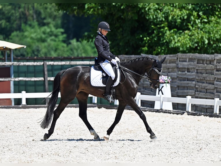Swiss Warmblood Mare 3 years 16.2 hh Bay-Dark in Niederwangen b. Bern