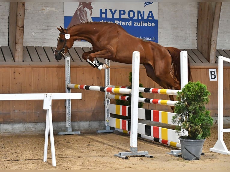 Swiss Warmblood Mare 3 years 16,2 hh Chestnut-Red in Unterbach BE