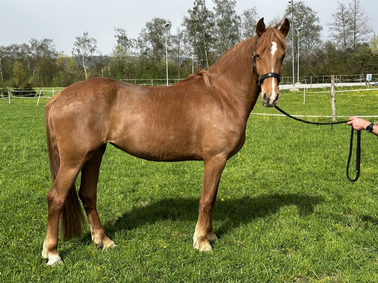 Swiss Warmblood Mix Mare 3 years 16 hh Chestnut-Red in Schaan