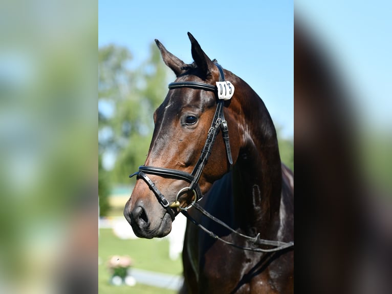 Swiss Warmblood Mare 4 years 16.3 hh Brown in Schönholzerswilen