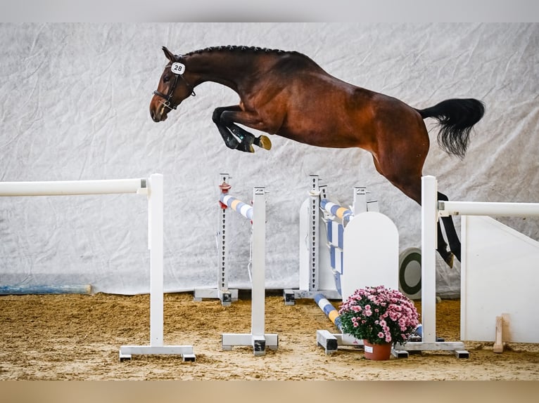Swiss Warmblood Mare 4 years 16 hh Brown in Wolhusen