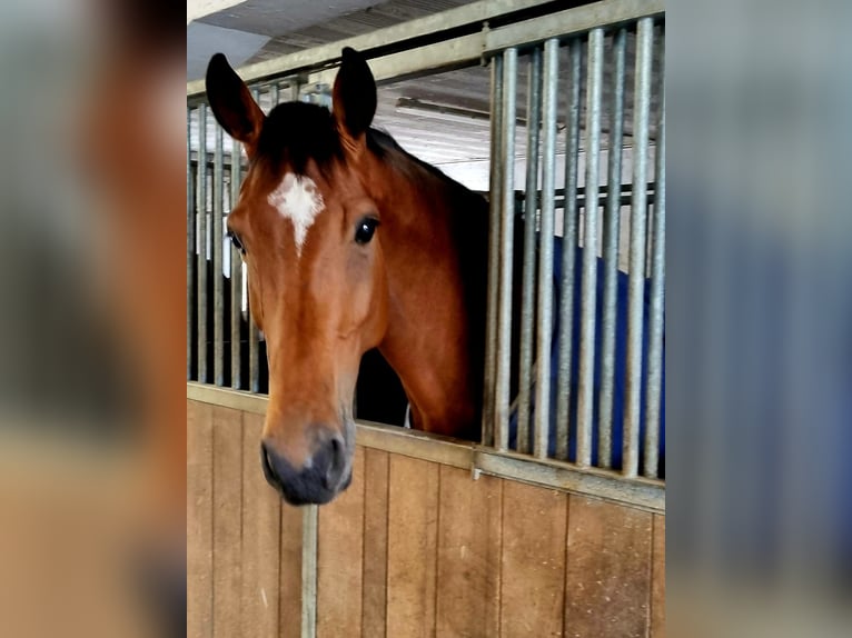 Swiss Warmblood Mare 5 years 16,1 hh Brown in Langenthal