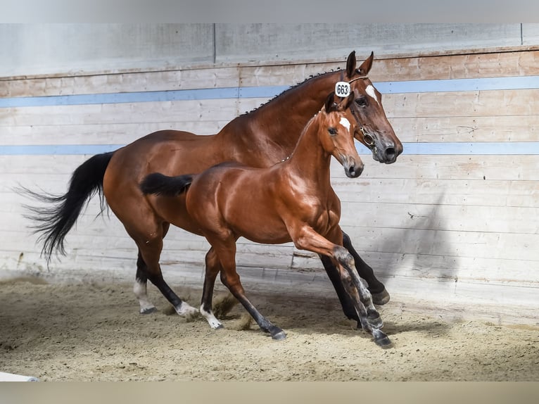 Swiss Warmblood Mare 5 years 16,1 hh Brown in Langenthal