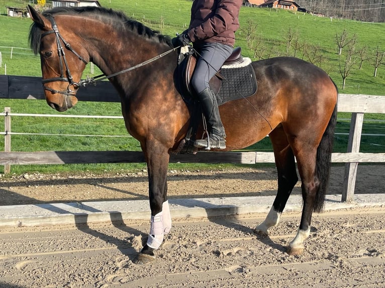 Swiss Warmblood Mare 5 years 16,2 hh Brown in Heimiswil