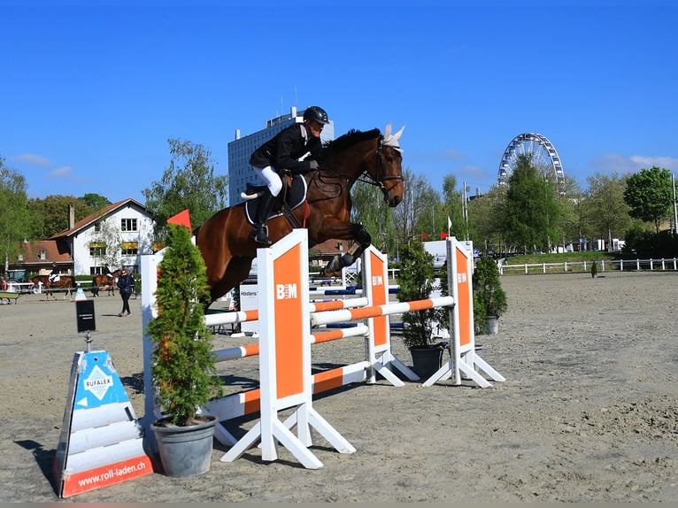 Swiss Warmblood Mare 6 years 16 hh Brown in Gwatt (Thun)Gwatt