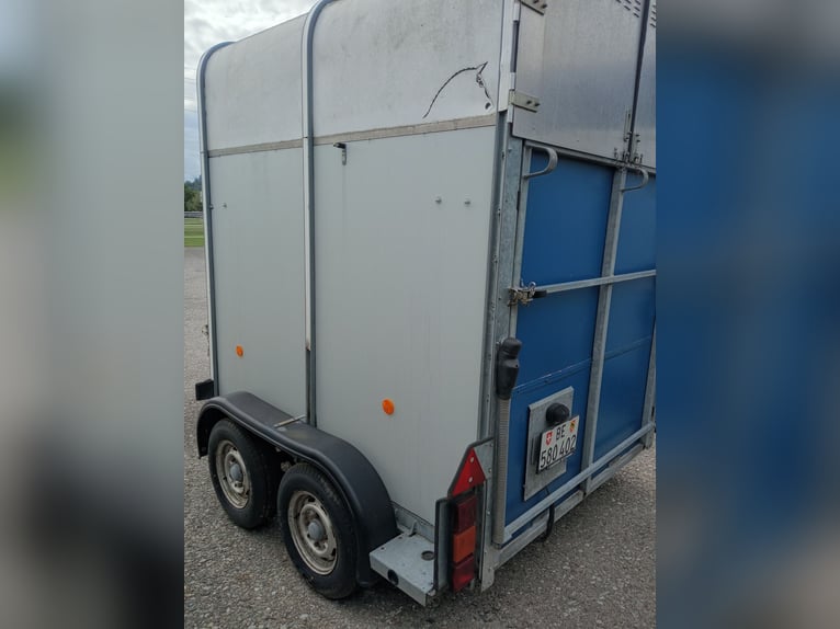 Swiss Warmblood Mare 6 years 16 hh Brown in Gwatt (Thun)Gwatt
