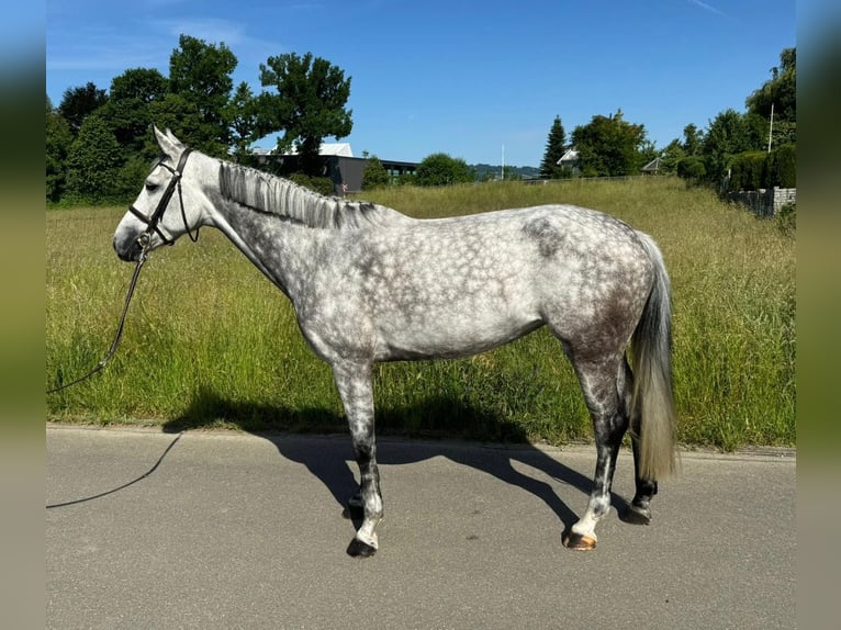 Swiss Warmblood Mare 6 years 16 hh Gray in B&#xFC;ron