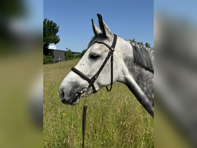 Swiss Warmblood Mare 6 years 16 hh Gray in B&#xFC;ron