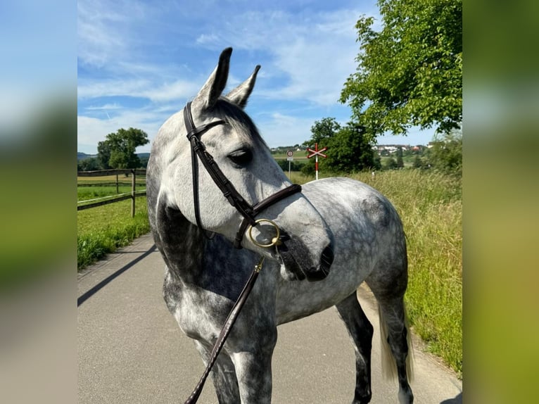 Swiss Warmblood Mare 6 years 16 hh Gray in B&#xFC;ron