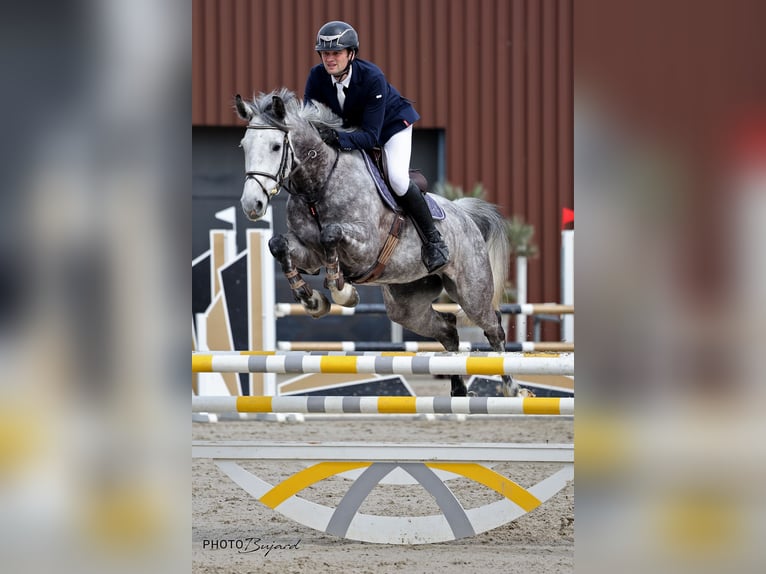 Swiss Warmblood Mare 6 years 16 hh Gray in B&#xFC;ron