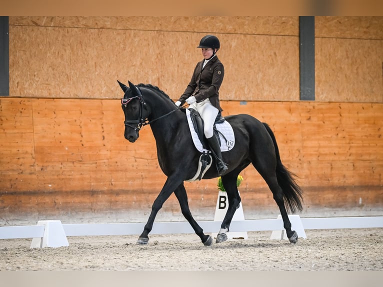 Swiss Warmblood Mare 7 years 16 hh Bay-Dark in Trachslau