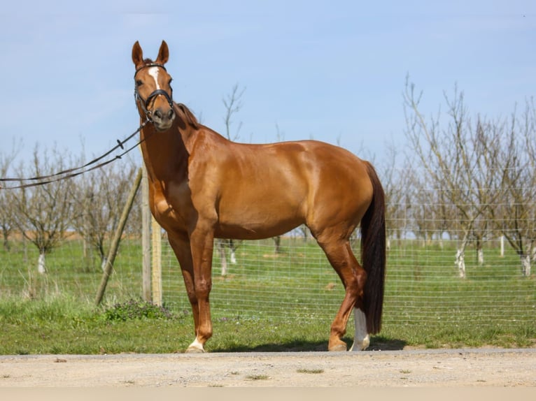 Swiss Warmblood Mare 7 years 17 hh Chestnut-Red in Sulzthal