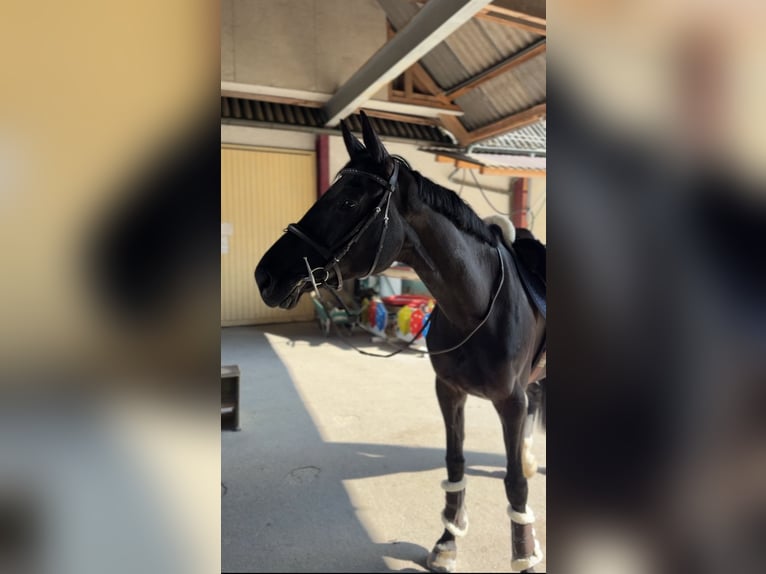 Swiss Warmblood Mare 7 years Bay-Dark in Winkel