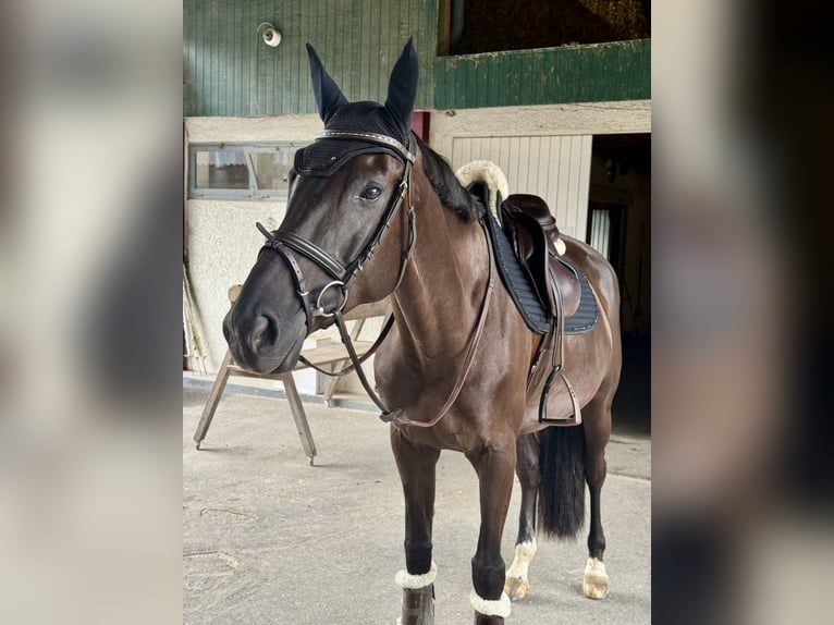 Swiss Warmblood Mare 7 years Bay-Dark in Winkel