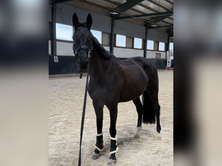 Swiss Warmblood Mare 7 years Bay-Dark in Winkel