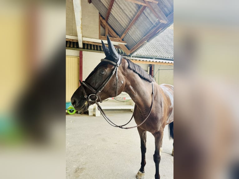 Swiss Warmblood Mare 7 years Bay-Dark in Winkel