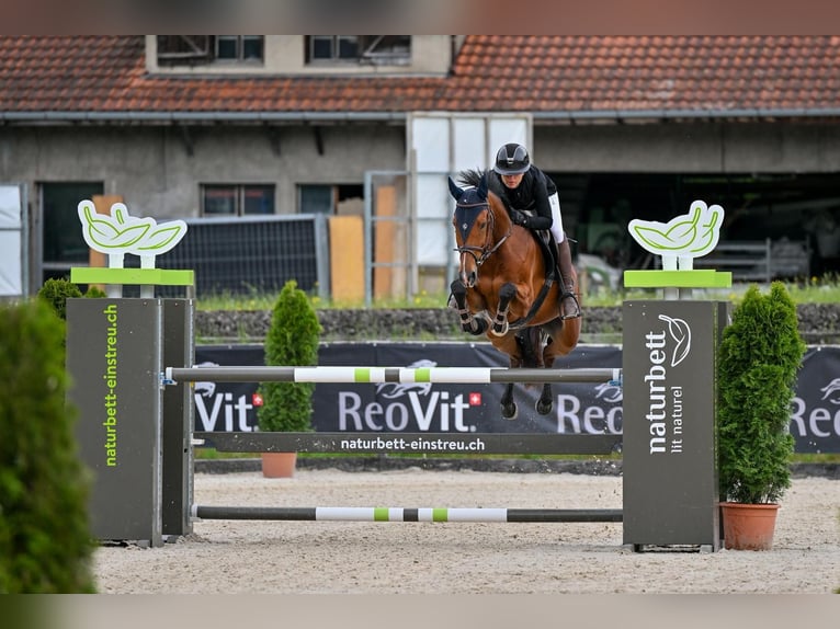 Swiss Warmblood Mare 8 years 15.3 hh Brown in Oberkirch