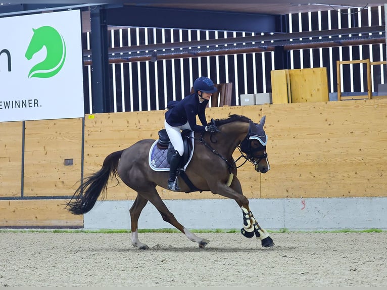 Swiss Warmblood Mare 8 years 15,3 hh Chestnut in Schaffhausen