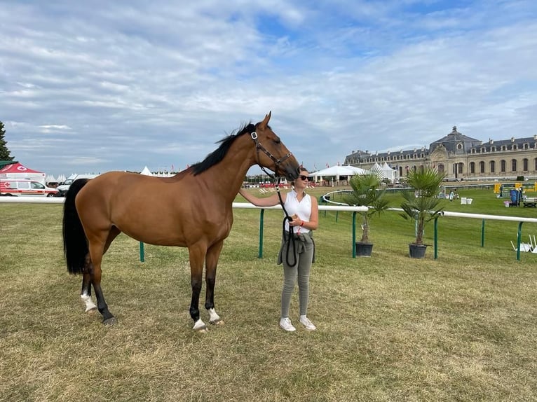 Swiss Warmblood Mare 8 years 16,1 hh Brown in Lisieux