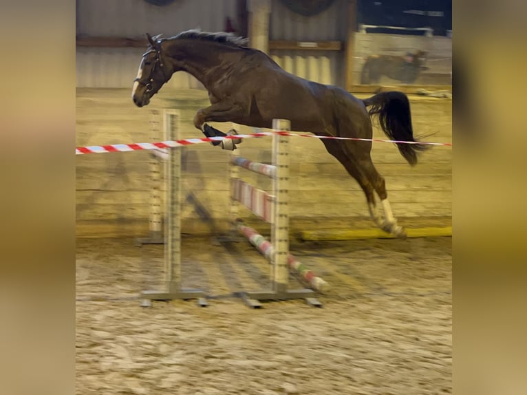 Swiss Warmblood Mare 8 years 16.2 hh Chestnut in Unterbach BE