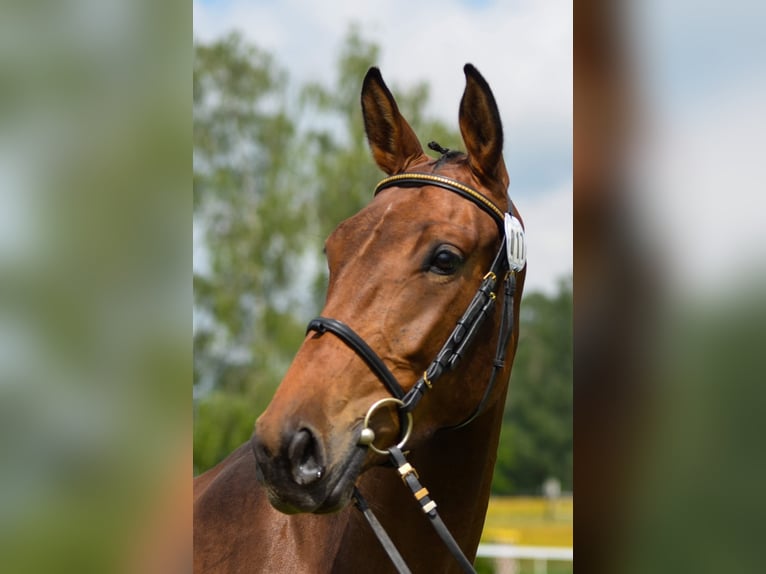 Swiss Warmblood Mare 8 years 16.2 hh  in Thurgau