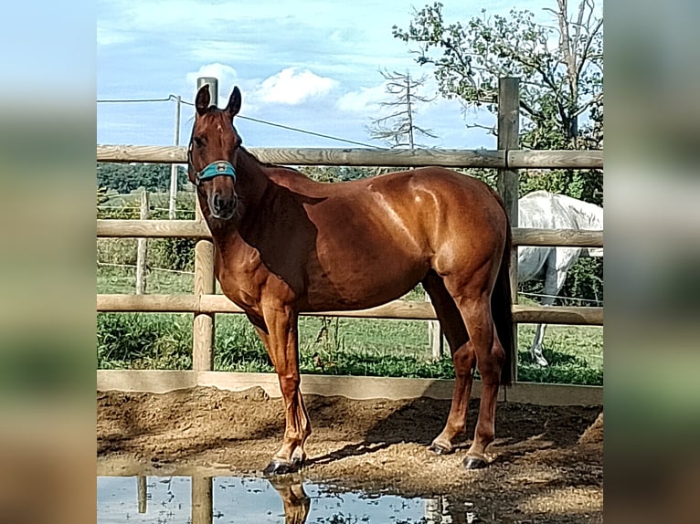 Swiss Warmblood Mare 8 years 16 hh Chestnut-Red in Céron