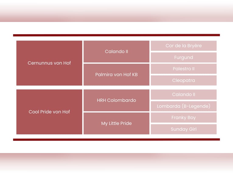 Swiss Warmblood Mare 8 years Brown in Oberkirch LU
