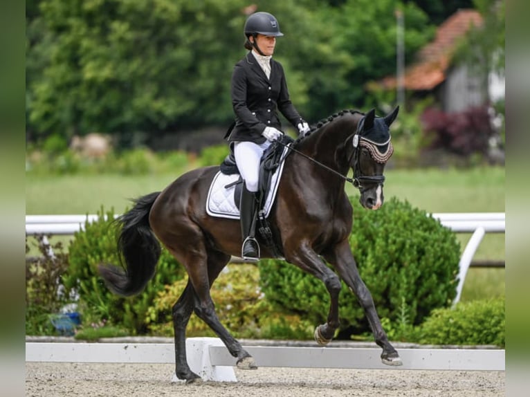 Swiss Warmblood Mare 9 years 16,1 hh Bay-Dark in Fehraltorf