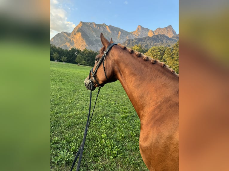 Swiss Warmblood Mare 9 years 16,1 hh Chestnut-Red in Maienfeld