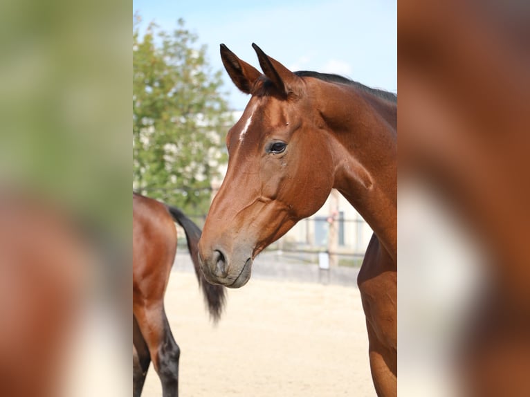 Swiss Warmblood Mare 9 years 16.2 hh Brown in Wolhusen